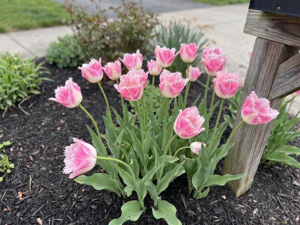 Fancy Frills tulip plants in bloom in a garden