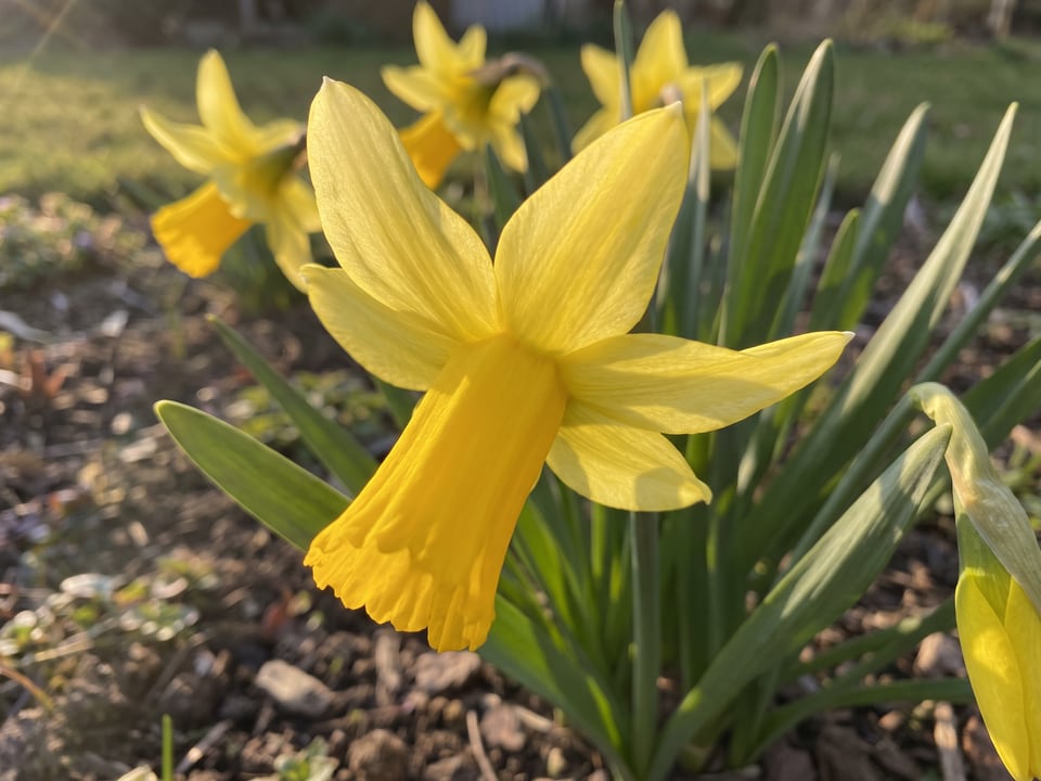 A February Gold daffodil flower up close on the plant