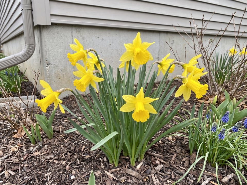 February Gold daffodil plants in bloom in a garden