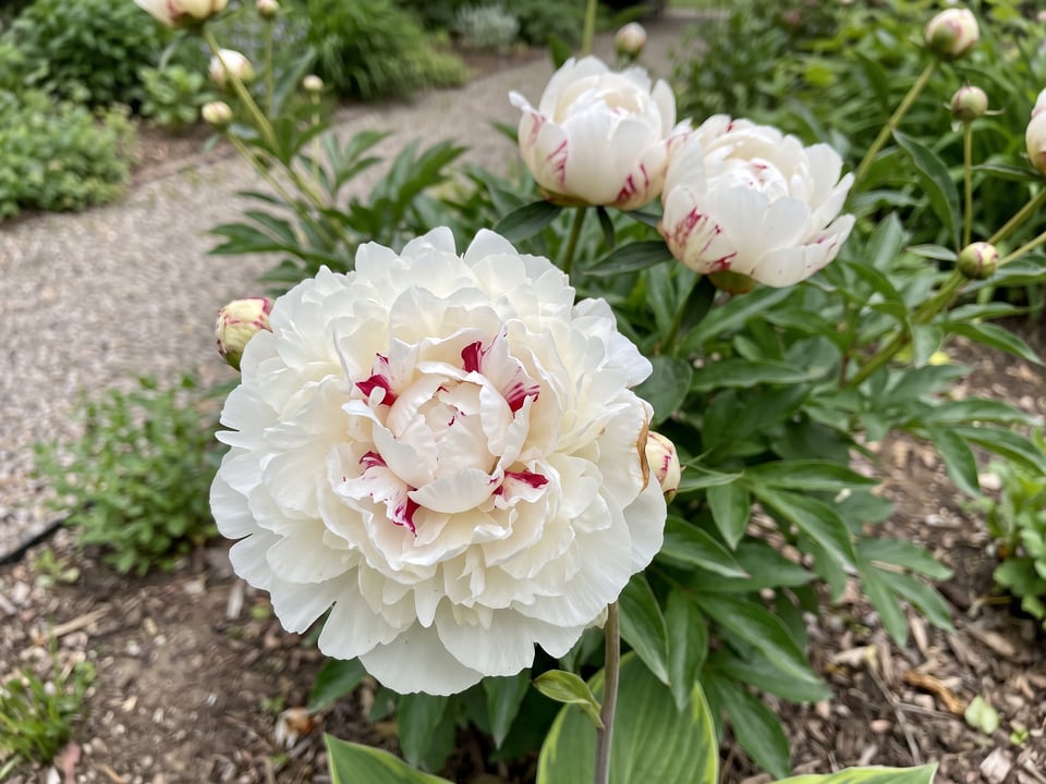 A Festiva Maxima peony flower up close on the plant