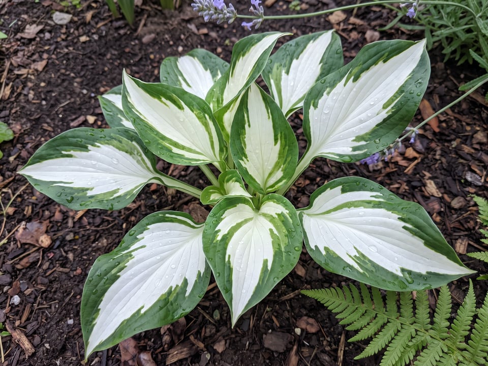 Leaves of Fire and Ice hosta up close