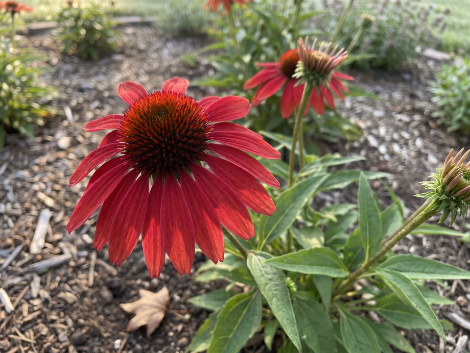 A Firebird coneflower flower up close on the plant