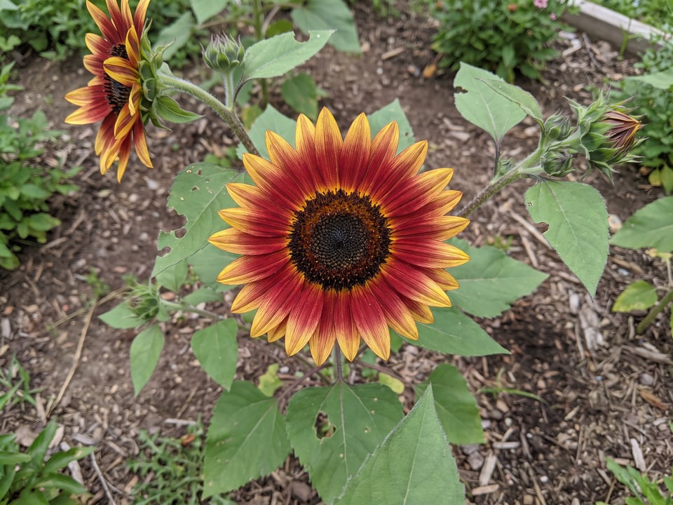 A Firecracker sunflower flower up close on the plant