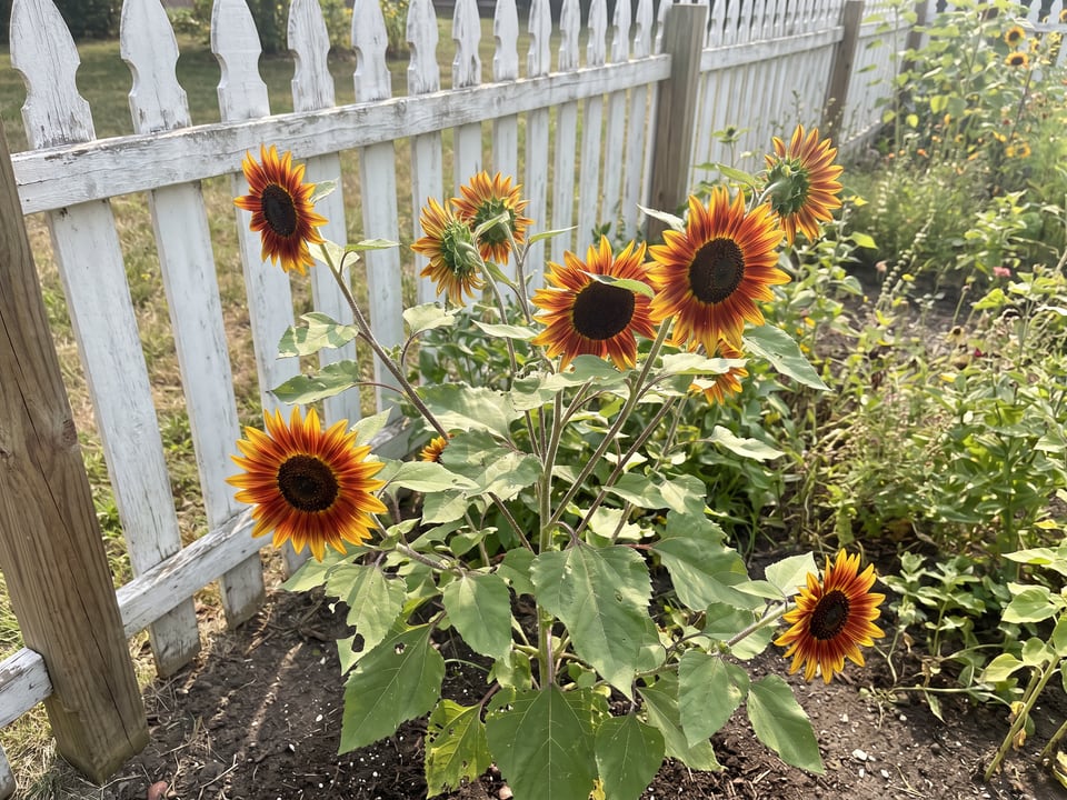 Firecracker sunflower plants in bloom in a garden