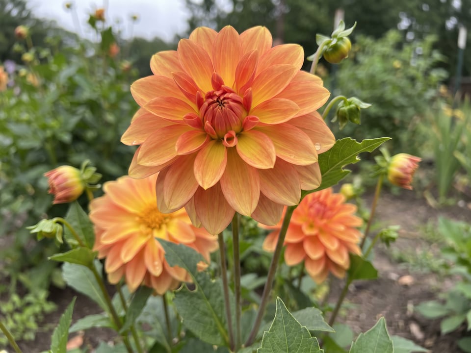 A Firepot dahlia flower up close on the plant