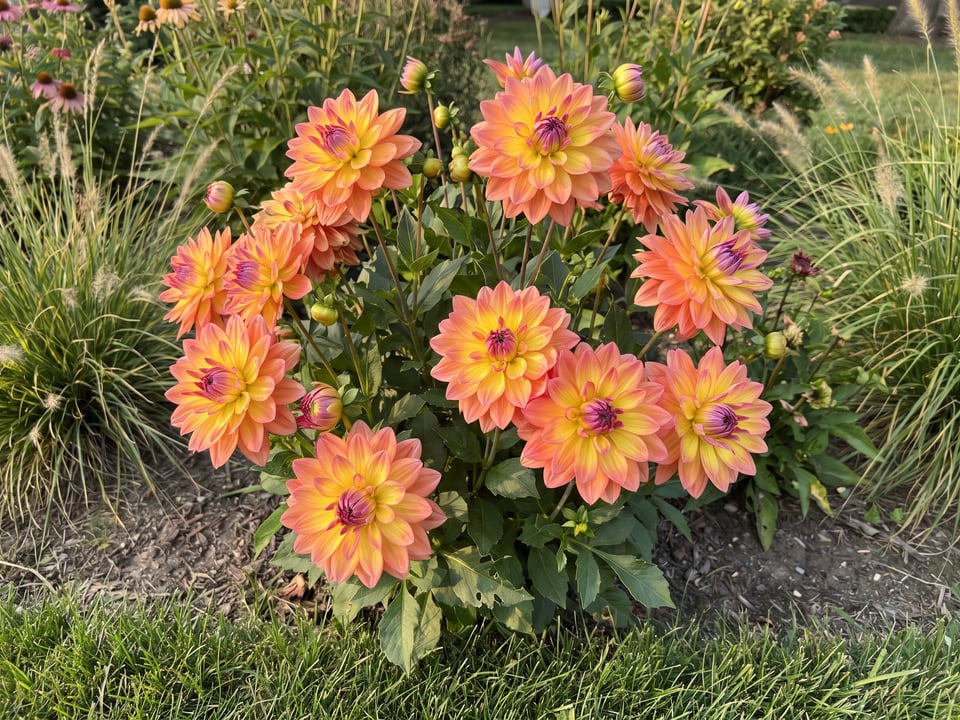 Firepot dahlia plants in bloom in a garden