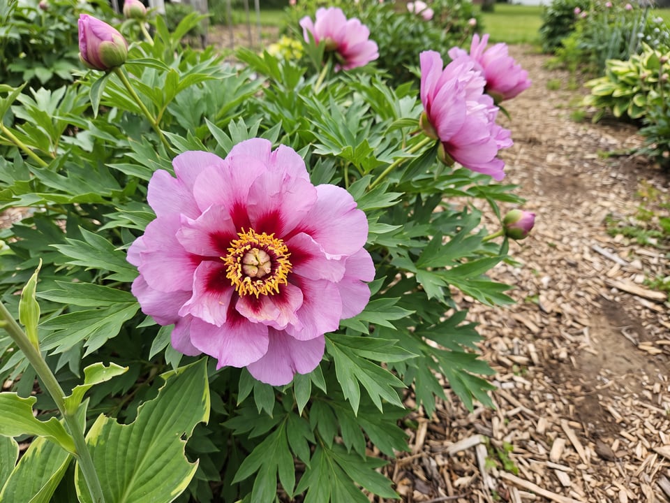 A First Arrival peony flower up close on the plant