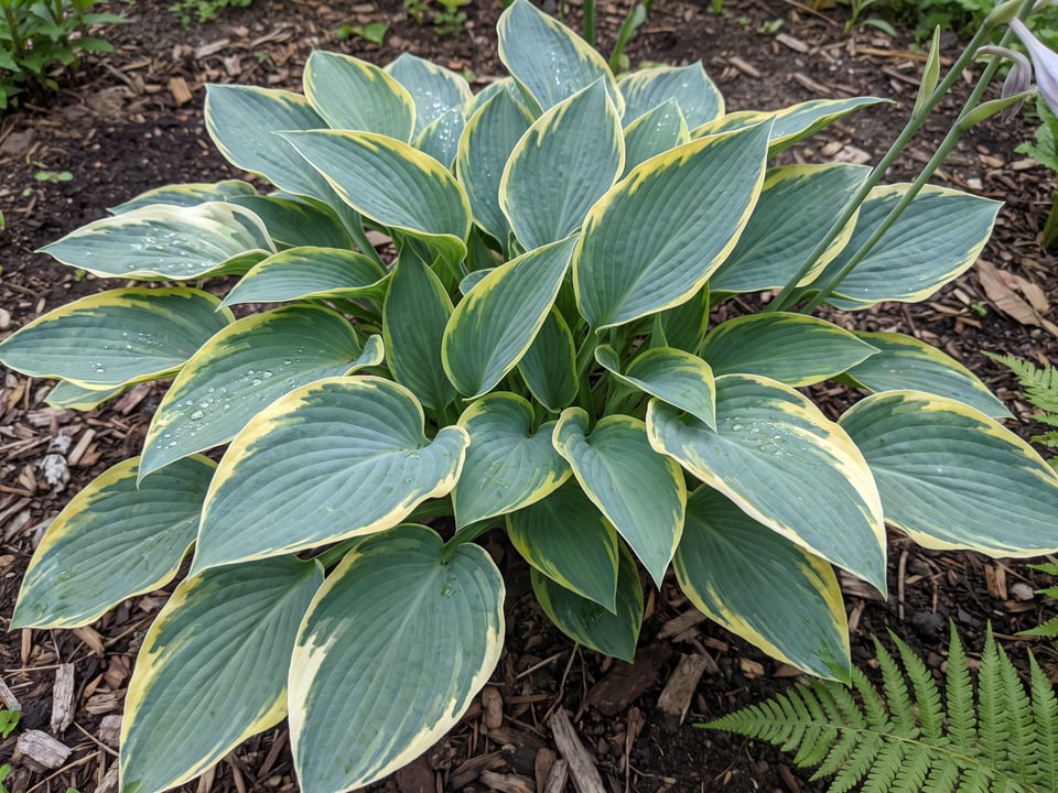 Leaves of First Frost hosta up close