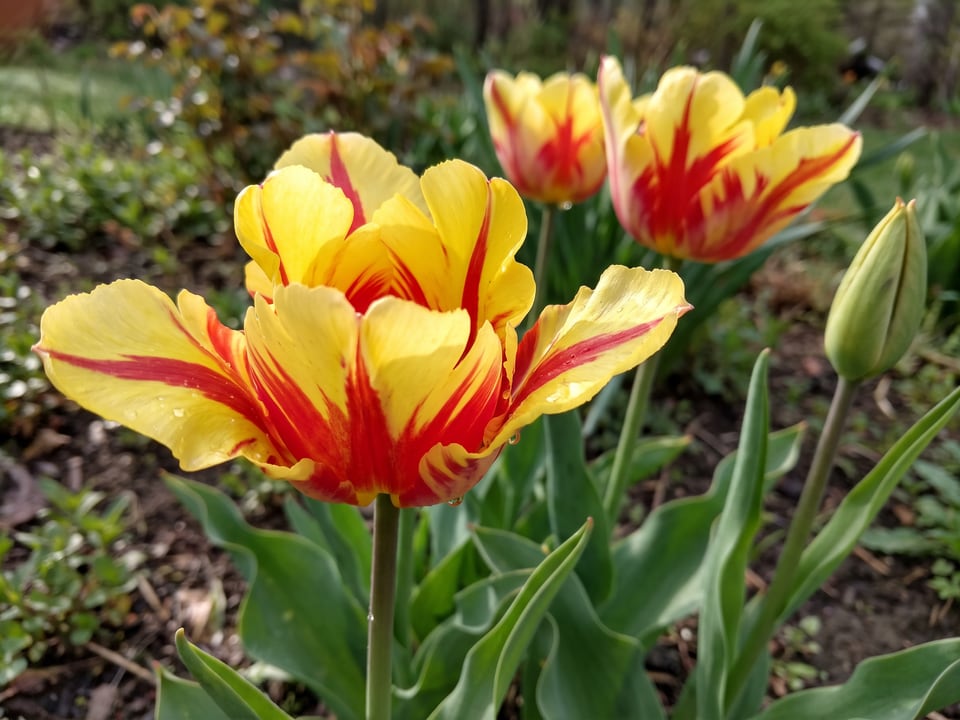 A Flaming Parrot tulip flower up close on the plant