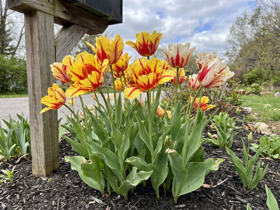 Flaming Parrot tulip plants in bloom in a garden