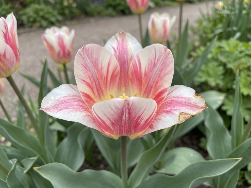 A Flaming Purissima tulip flower up close on the plant
