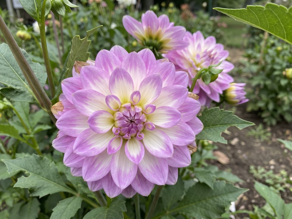 A Fluffles dahlia flower up close on the plant