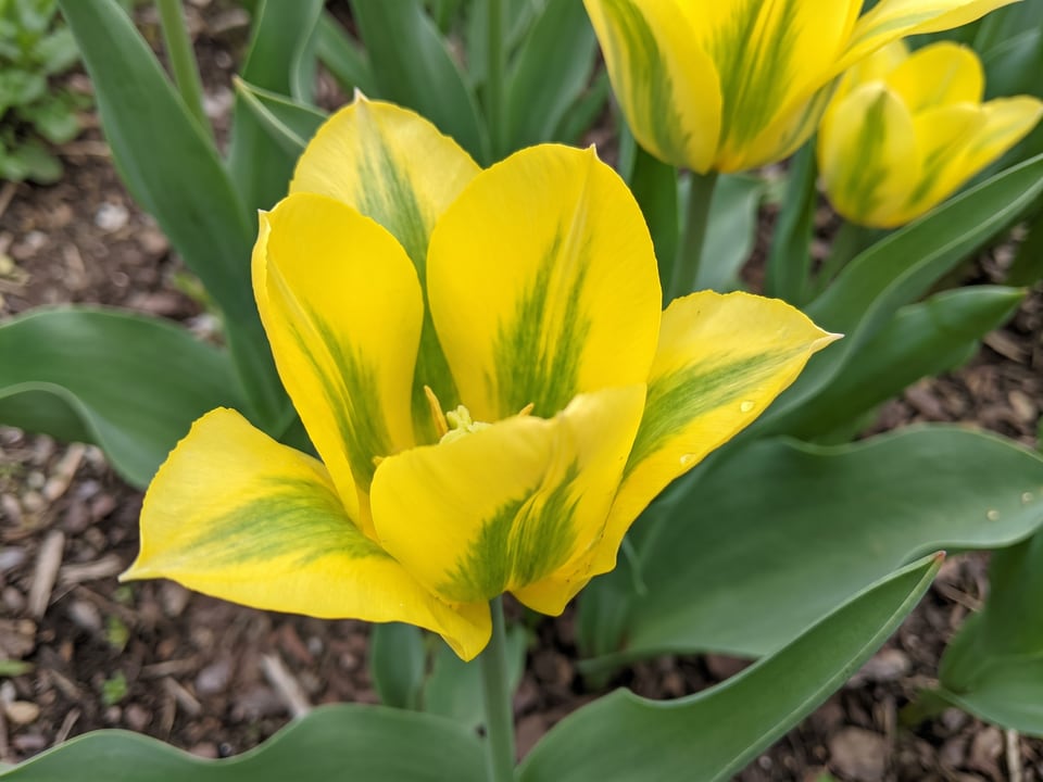 A Formosa tulip flower up close on the plant