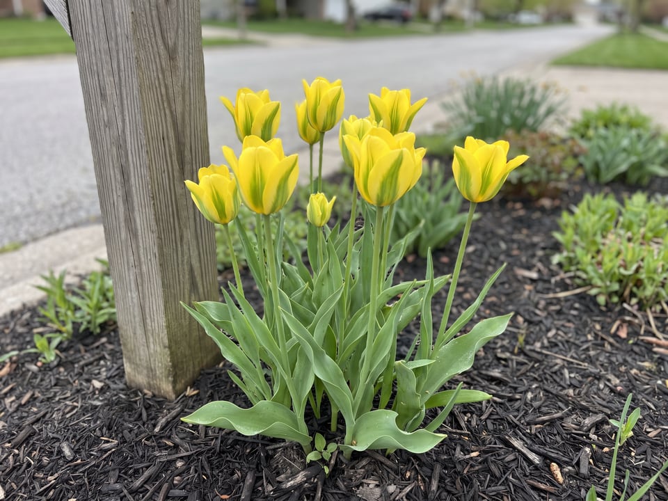 Formosa tulip plants in bloom in a garden