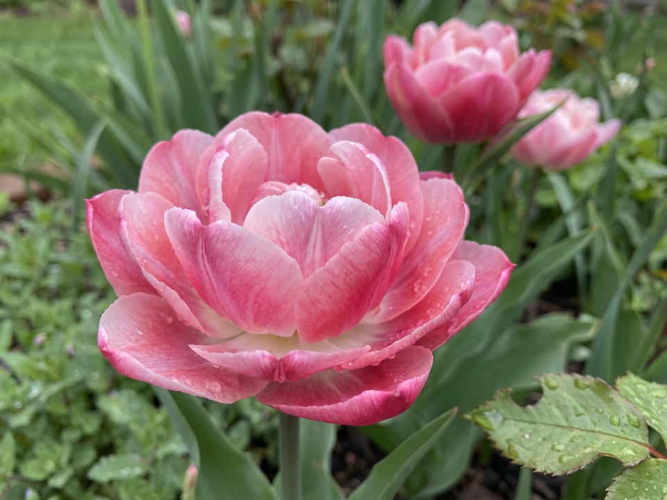 A Foxtrot tulip flower up close on the plant