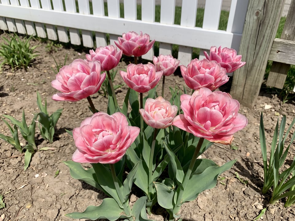 Foxtrot tulip plants in bloom in a garden