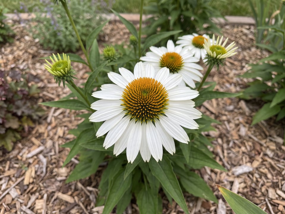 A Fragrant Angel coneflower flower up close on the plant