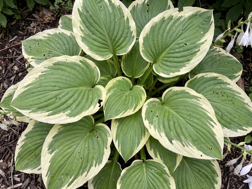 Leaves of Fragrant Bouquet hosta up close