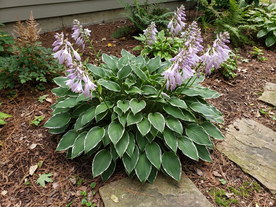 A Francee hosta clump growing in a shade garden