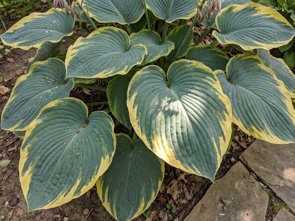 Leaves of Frances Williams hosta up close