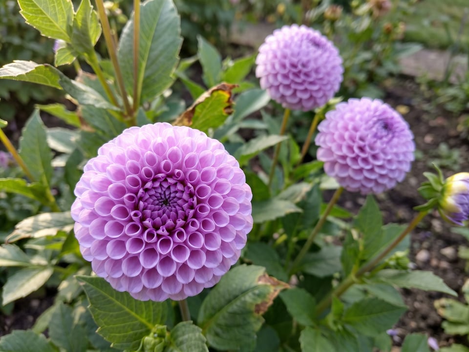 A Frank Holmes dahlia flower up close on the plant