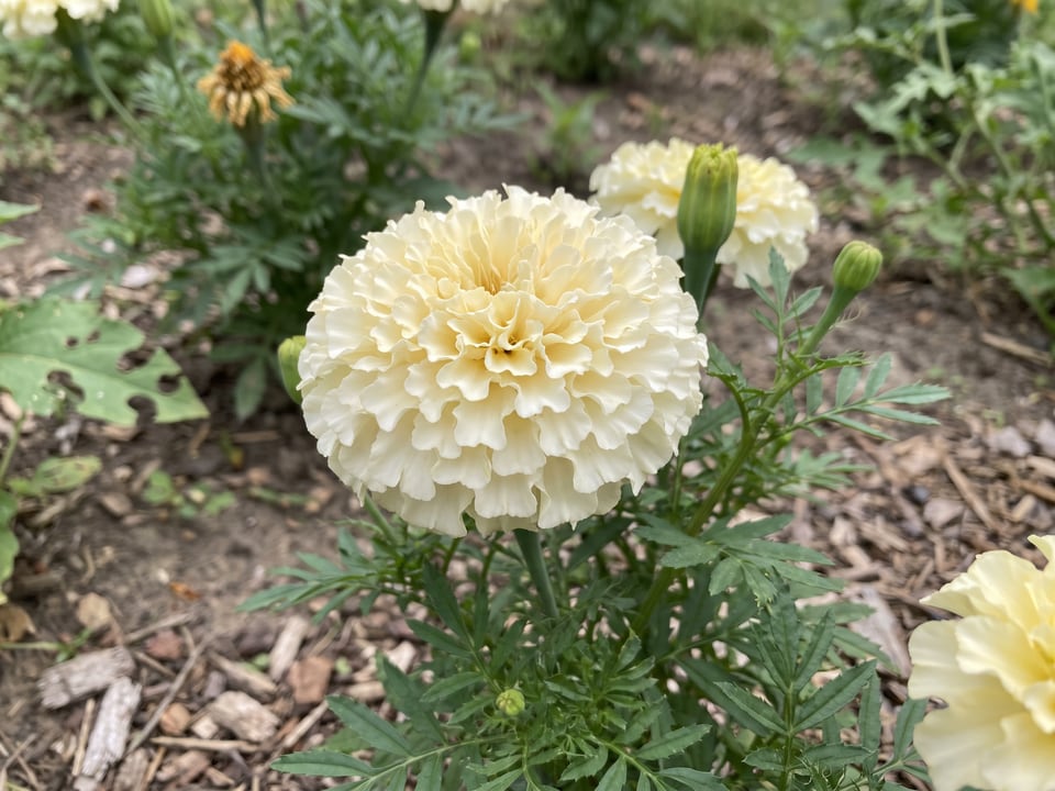 A French Vanilla marigold flower up close on the plant