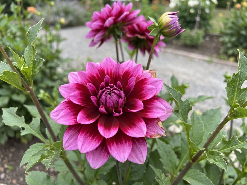 A Gallery Art Nouveau dahlia flower up close on the plant