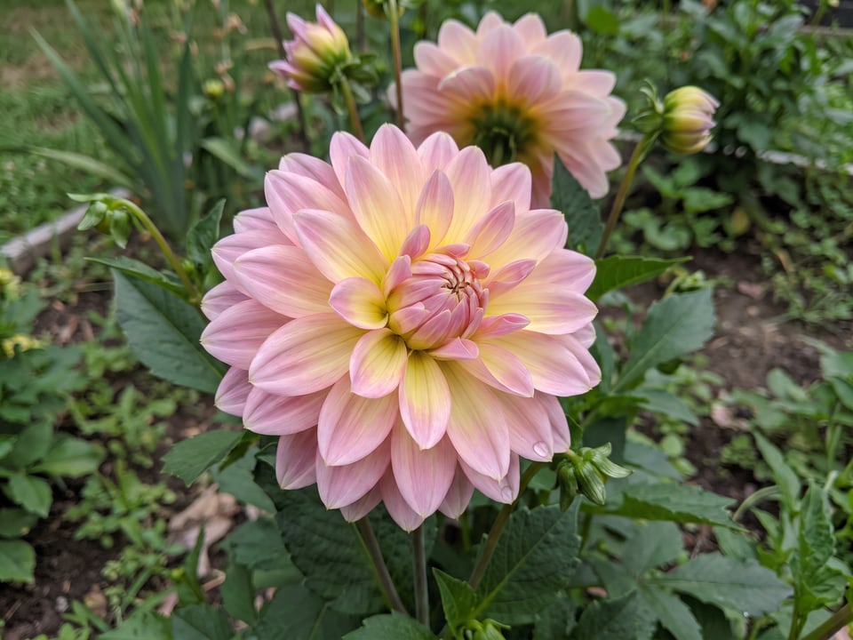 A Gallery Bellini dahlia flower up close on the plant