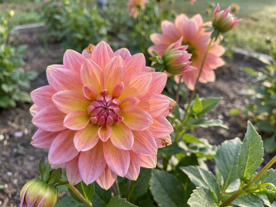 A Gallery Pablo dahlia flower up close on the plant