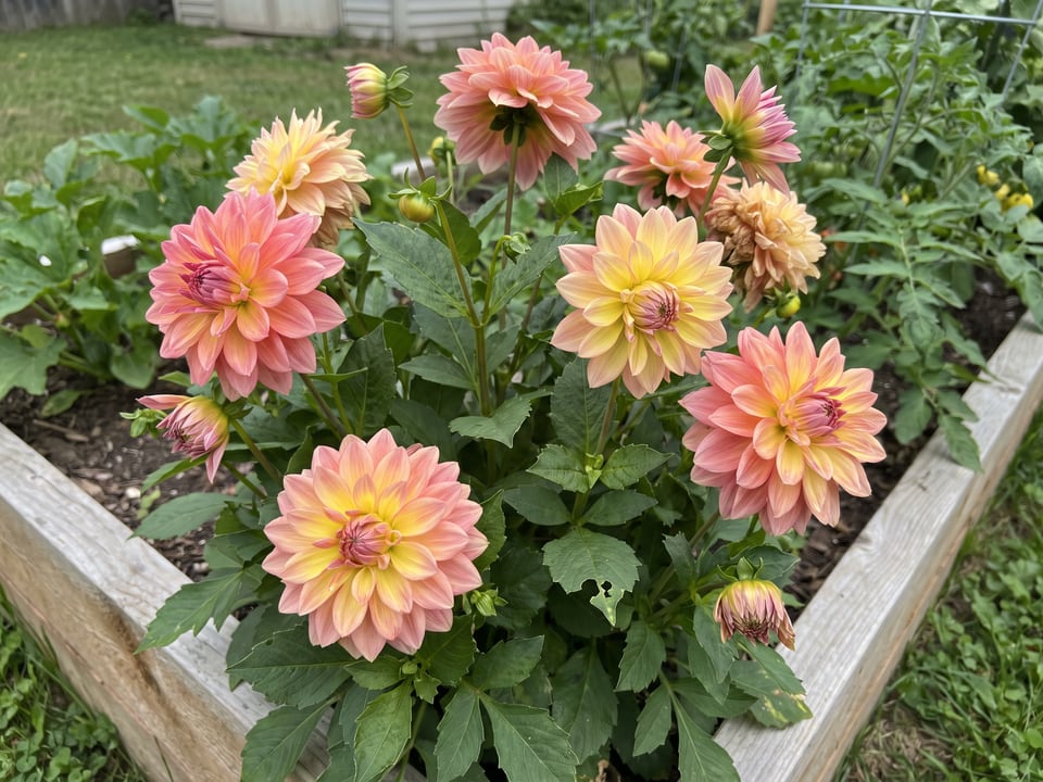 Gallery Pablo dahlia plants in bloom in a garden