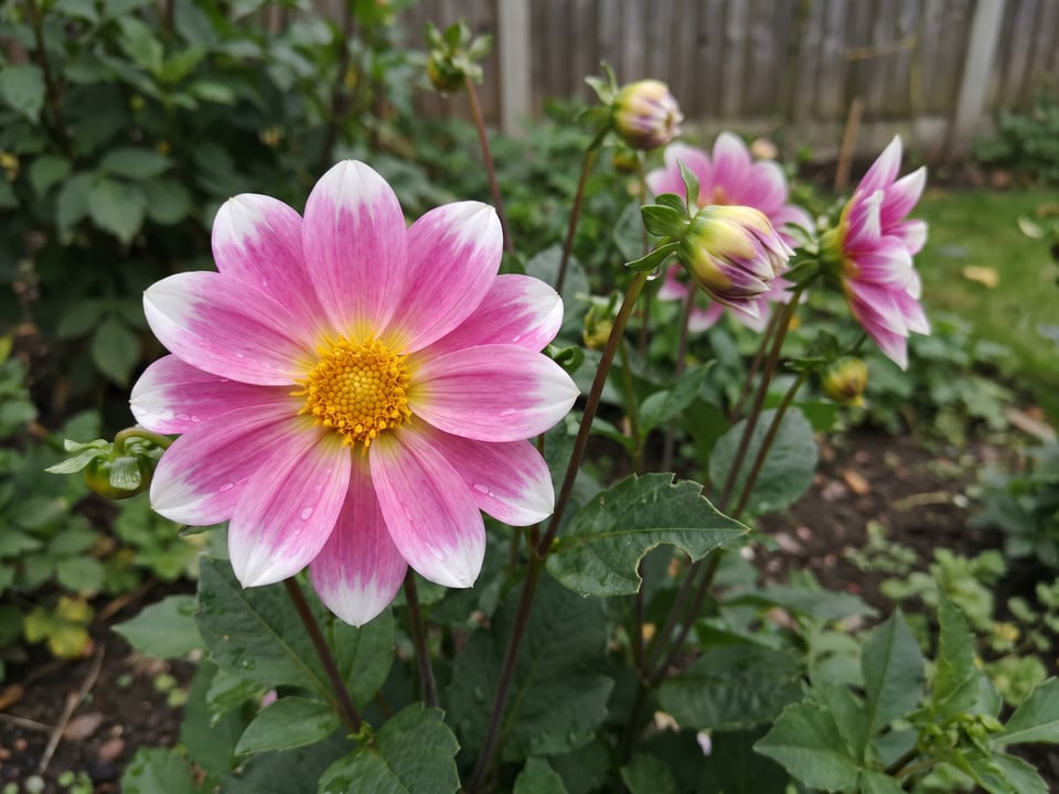 A Gallery Rembrandt dahlia flower up close on the plant