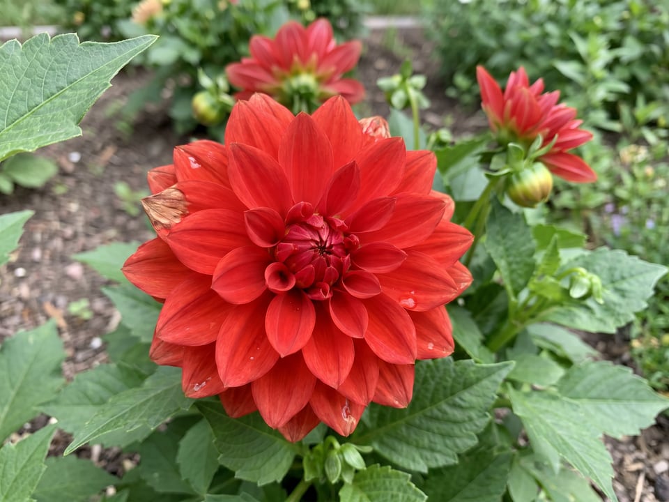 A Gallery Singer dahlia flower up close on the plant
