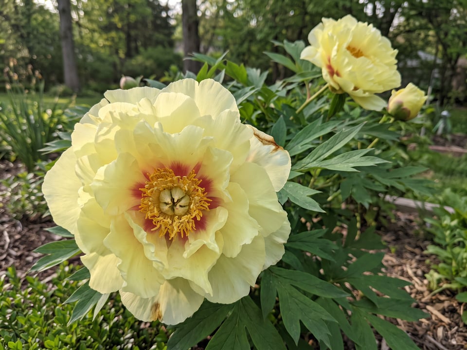 A Garden Treasure peony flower up close on the plant