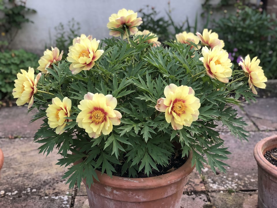 Garden Treasure peony plants in bloom in a garden