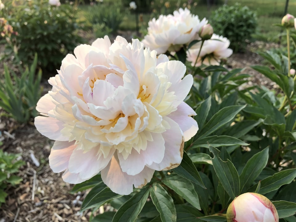 A Gardenia peony flower up close on the plant
