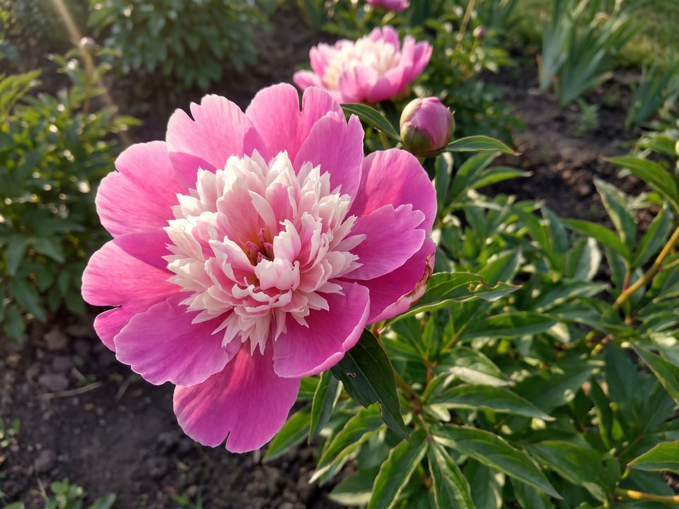 A Gay Paree peony flower up close on the plant