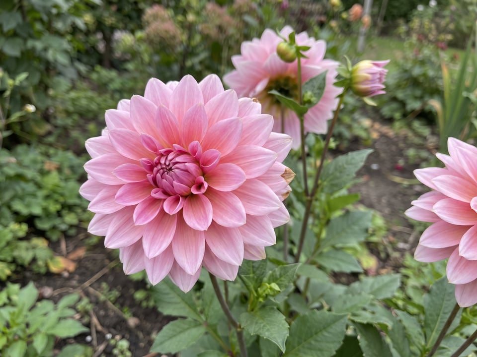 A Gerrie Hoek dahlia flower up close on the plant