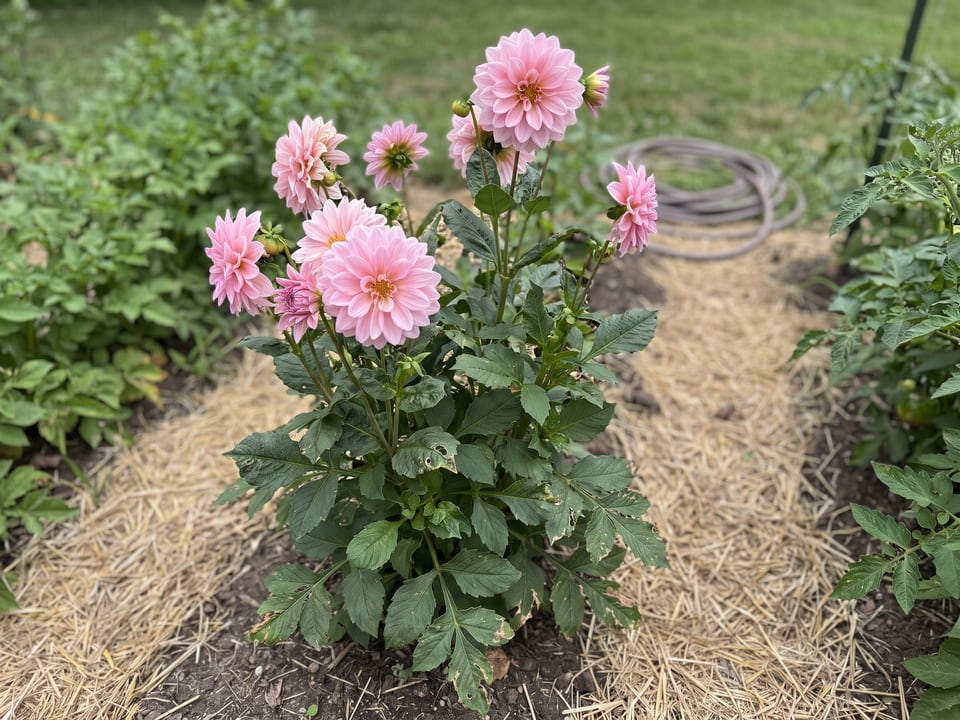 Gerrie Hoek dahlia plants in bloom in a garden