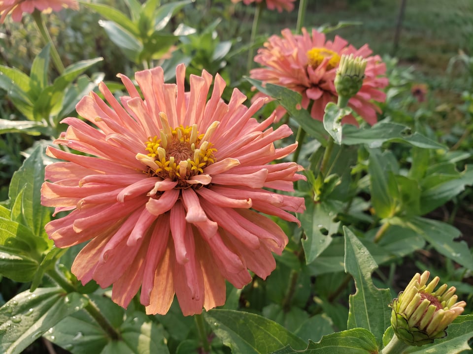 A Giant Cactus Flowered zinnia flower up close on the plant