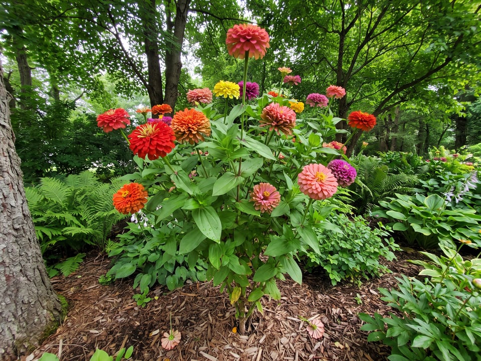 Giant Cactus Flowered zinnia plants in bloom in a garden