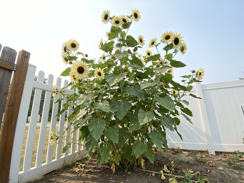 Giant Primrose sunflower plants in bloom in a garden