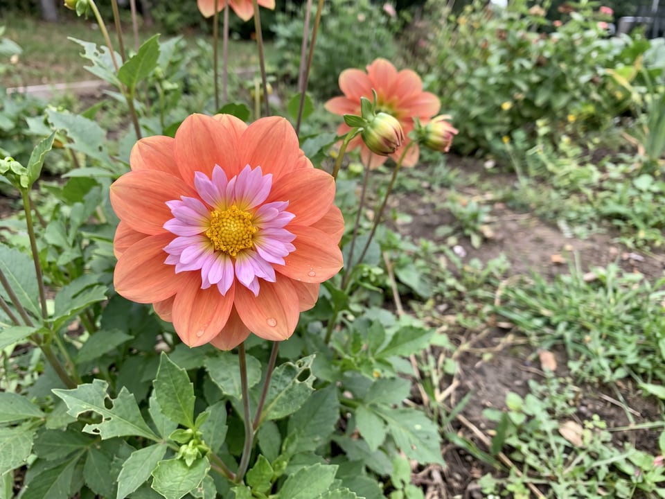 A Giggles dahlia flower up close on the plant