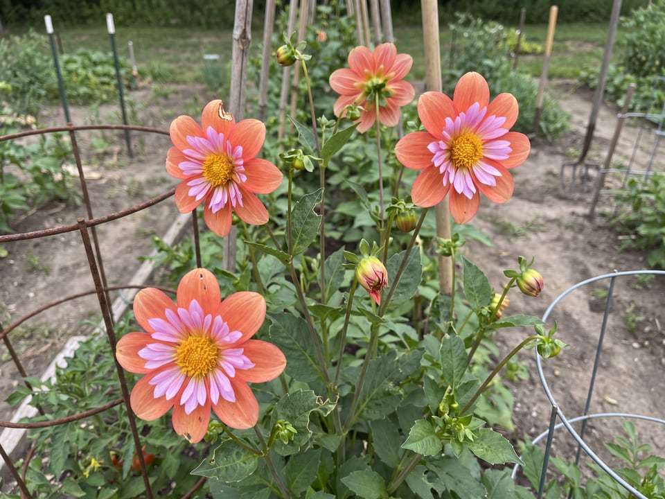 Giggles dahlia plants in bloom in a garden