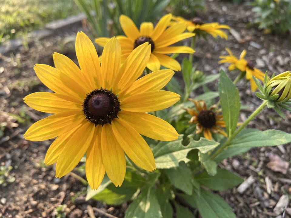 A Glitters Like Gold black-eyed Susan flower up close on the plant