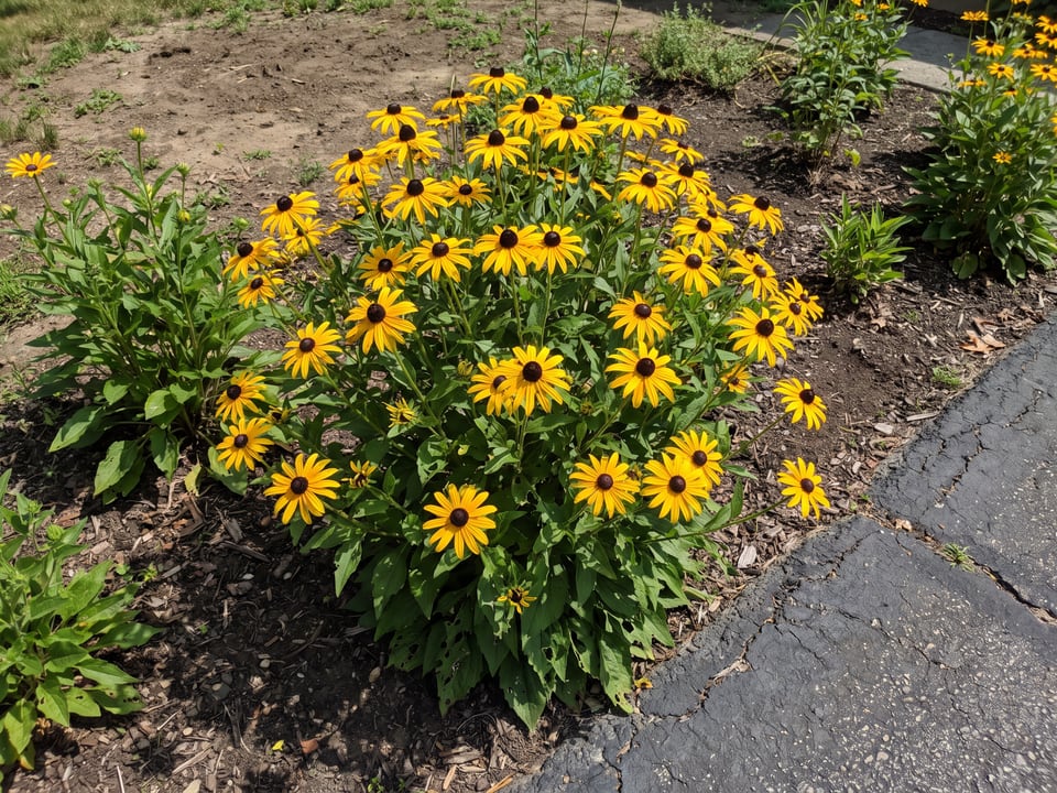 Glitters Like Gold black-eyed Susan plants in bloom in a garden