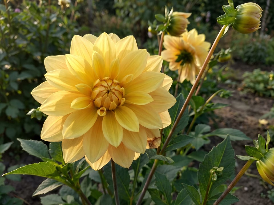 A Glorie van Heemstede dahlia flower up close on the plant