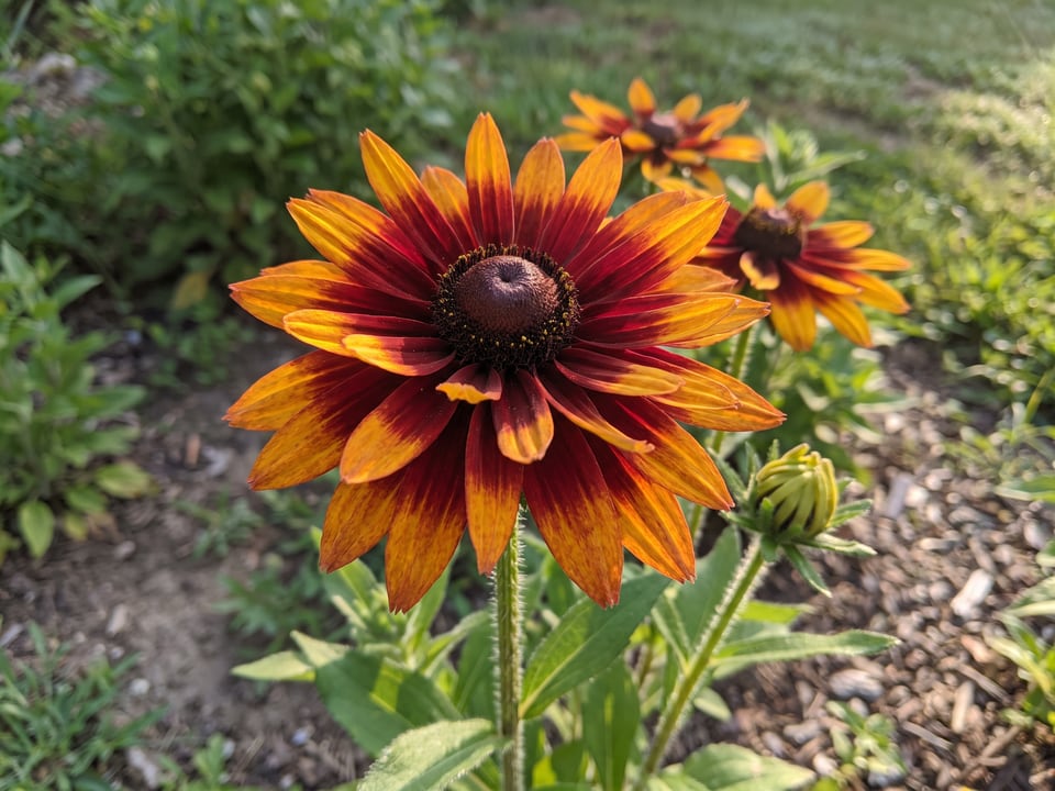 A Gloriosa Daisy black-eyed Susan flower up close on the plant
