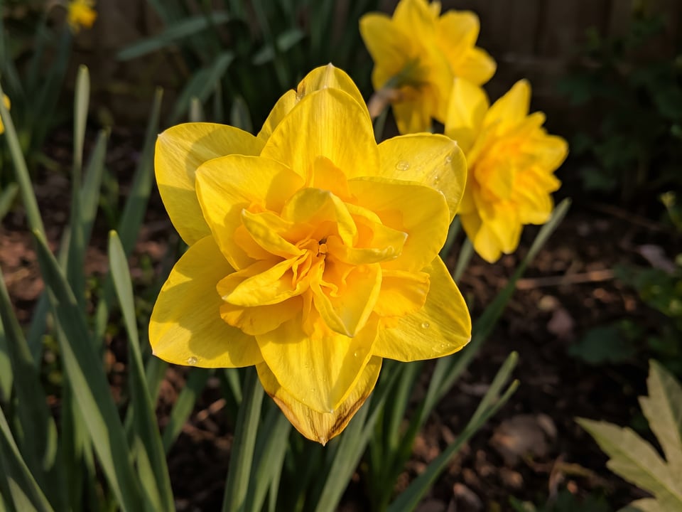 A Golden Ducat daffodil flower up close on the plant