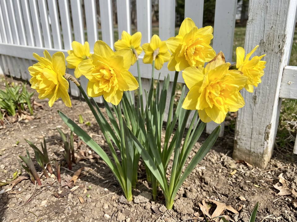 Golden Ducat daffodil plants in bloom in a garden