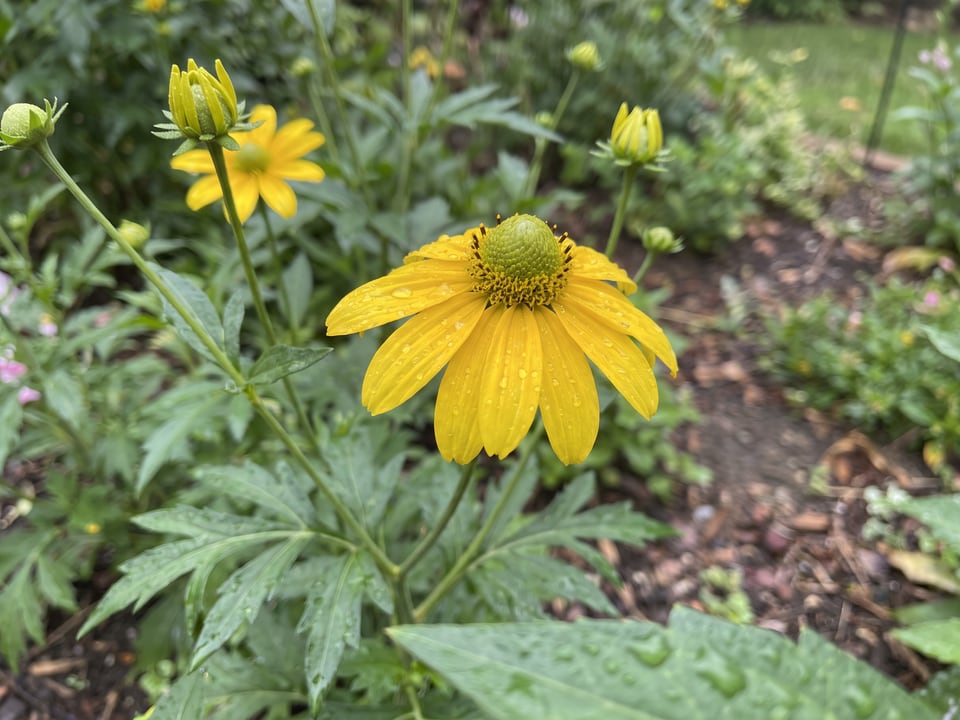 A Golden Glow black-eyed Susan flower up close on the plant